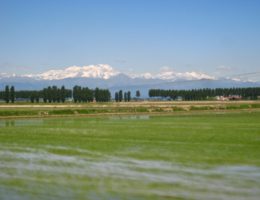 rice fields Italy Novara, Vercelli, Pavia, Italiabound.com