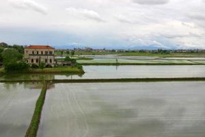 A Cascina amongst rice